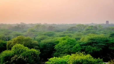 અમદાવાદમાં હરિયાળી વધી,