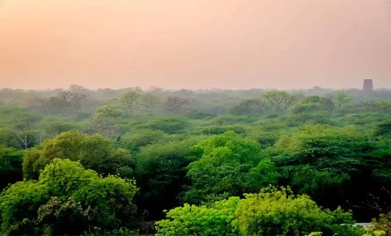 અમદાવાદમાં હરિયાળી વધી,