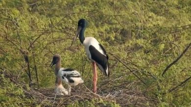 ગુજરાતના જામનગરમાં વિદેશી પક્ષીઓનું આગમન શરૂ, ખીજડીયા પક્ષી અભ્યારણ્ય આકર્ષણનું કેન્દ્ર બન્યું