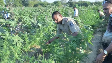 Gujarat Mahisagar Balasinor 473 kg of ganja worth Rs 2.37 crore seized police arrest one