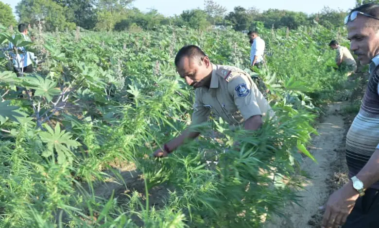 Gujarat Mahisagar Balasinor 473 kg of ganja worth Rs 2.37 crore seized police arrest one