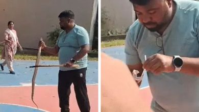 વડોદરાઃ થોડા દિવસ પહેલા વલસાડમાં એક યુવકે સાપને સીપીઆર આપી જીવ બચાવ્યો હતો. આ ઘટનાનો વીડિયો વાયરલ થયો હતો. વલસાડ બાદ વડોદરામાં પણ આવી જ ઘટના સામે આવી હતી.