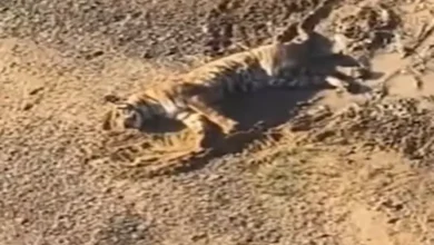 ભંડારામાં ગોસીખુર્દ કેનાલમાં ફસાયેલા ઘાયલ વાઘનું વન વિભાગ દ્વારા રેસ્ક્યુ ઓપરેશન