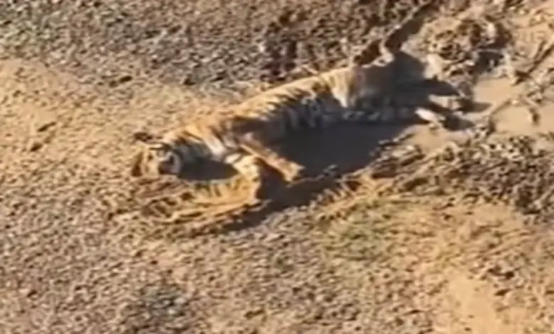 ભંડારામાં ગોસીખુર્દ કેનાલમાં ફસાયેલા ઘાયલ વાઘનું વન વિભાગ દ્વારા રેસ્ક્યુ ઓપરેશન