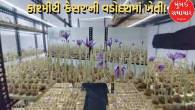 Kashmiri 'Saffron' cultivated in Vadodara! Gujarati couple writes new 'history'