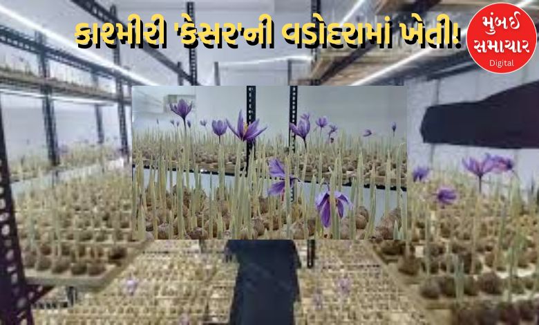 Kashmiri 'Saffron' cultivated in Vadodara! Gujarati couple writes new 'history'