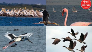 Khejadia will shine in VGRC, 52,400 tourists enjoyed the world of birds
