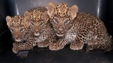 બારડોલીમાં ખેતરમાં આગ લાગતા દીપડાના બચ્ચા દાઝ્યા, વન વિભાગે કરાવ્યું માતા સાથે પુનઃમિલન