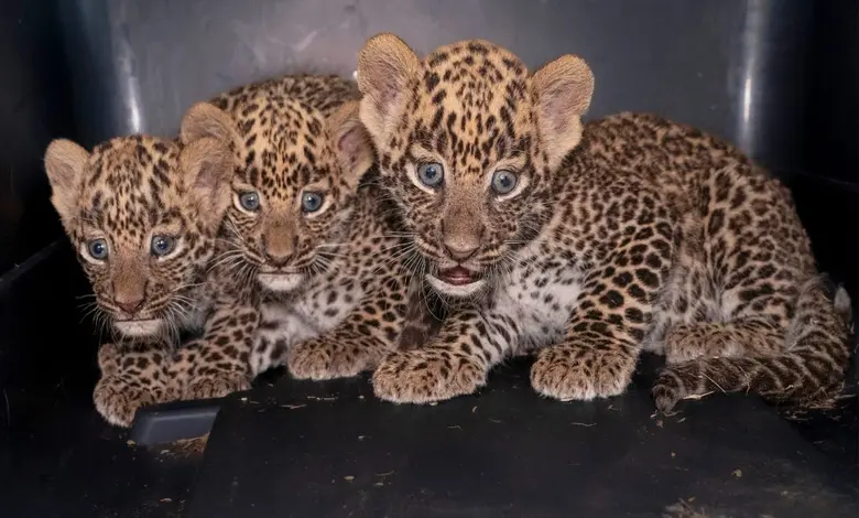 બારડોલીમાં ખેતરમાં આગ લાગતા દીપડાના બચ્ચા દાઝ્યા, વન વિભાગે કરાવ્યું માતા સાથે પુનઃમિલન