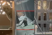 ભાયંદરની સોસાયટીમાં ઘૂસેલો દીપડો અને રેસ્ક્યુ ઓપરેશન