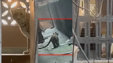 ભાયંદરની સોસાયટીમાં ઘૂસેલો દીપડો અને રેસ્ક્યુ ઓપરેશન