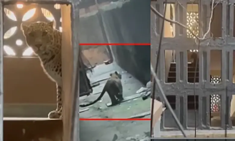 ભાયંદરમાં દીપડાનો આતંકઃ રહેવાસી વિસ્તારમાં ઘૂસેલા દીપડાએ ચાર જણને કર્યાં ઘાયલ