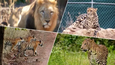 A matter of pride for Gujaratis: Gujarat has become the only state to have lions, leopards and tigers