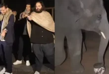 લિયોનેલ મેસી અને હાથી માણિકલાલ વનતારામાં ફૂટબોલ રમતા.