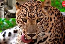 Leopard roaming near Mangaldham Society in Junagadh