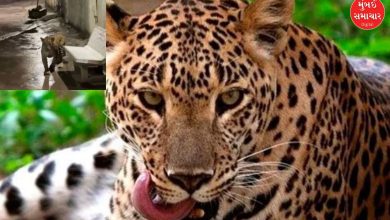 Leopard roaming near Mangaldham Society in Junagadh