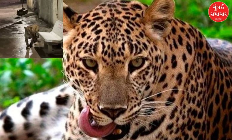 Leopard roaming near Mangaldham Society in Junagadh