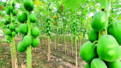 મોરબી જિલ્લાના પાનેલી ગામના પપૈયા વિશ્વ વિખ્યાત છે. ખેડૂત રાઘવજીભાઈ ચાવડાની ૨૦ વર્ષની ખેતી, ગુણકારિતા, અને આર્થિક ફાયદા વિશે જાણો.