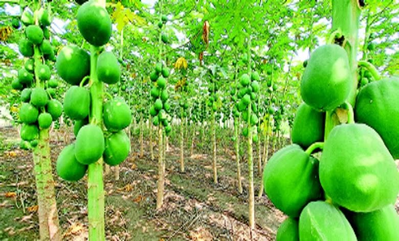 મોરબી જિલ્લાના પાનેલી ગામના પપૈયા વિશ્વ વિખ્યાત છે. ખેડૂત રાઘવજીભાઈ ચાવડાની ૨૦ વર્ષની ખેતી, ગુણકારિતા, અને આર્થિક ફાયદા વિશે જાણો.