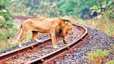 રેલવે ટ્રેક પર સિંહોને બચાવવા માટે ટ્રેન રોકી ઉભેલા લોકો પાયલટ
