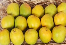 વલસાડી હાફૂસ કેરીને GI ટેગ મુદ્દે મહારાષ્ટ્રના ધારાસભ્યોએ બાંયો ચડાવતાં ડખો