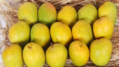 વલસાડી હાફૂસ કેરીને GI ટેગ મુદ્દે મહારાષ્ટ્રના ધારાસભ્યોએ બાંયો ચડાવતાં ડખો