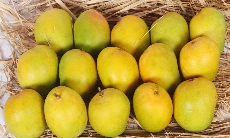 વલસાડી હાફૂસ કેરીને GI ટેગ મુદ્દે મહારાષ્ટ્રના ધારાસભ્યોએ બાંયો ચડાવતાં ડખો