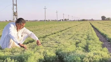 ગુજરાતમાં ખેતરમાં રવિ પાકનું વાવેતર કરી રહેલા ખેડૂતો અને ખાતરની થેલીઓ.