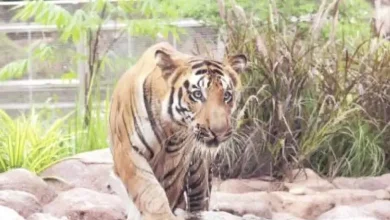 રાણીબાગમાં વાઘ 'રુદ્ર'ના શંકાસ્પદ મૃત્યુની તપાસની માંગણી કરતા ભાજપના મહાસચિવ નીતિન બેન્કરનું નિવેદન.