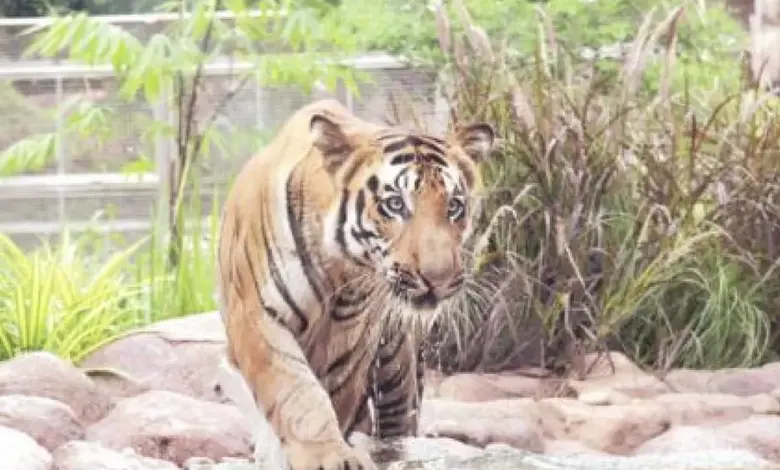 રાણીબાગમાં વાઘ 'રુદ્ર'ના શંકાસ્પદ મૃત્યુની તપાસની માંગણી કરતા ભાજપના મહાસચિવ નીતિન બેન્કરનું નિવેદન.