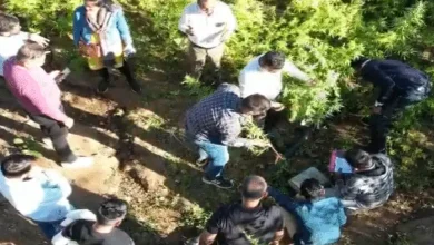 Gujarat Sabarkantha SOG seizes Ganja cultivation worth Rs 1.13 crore