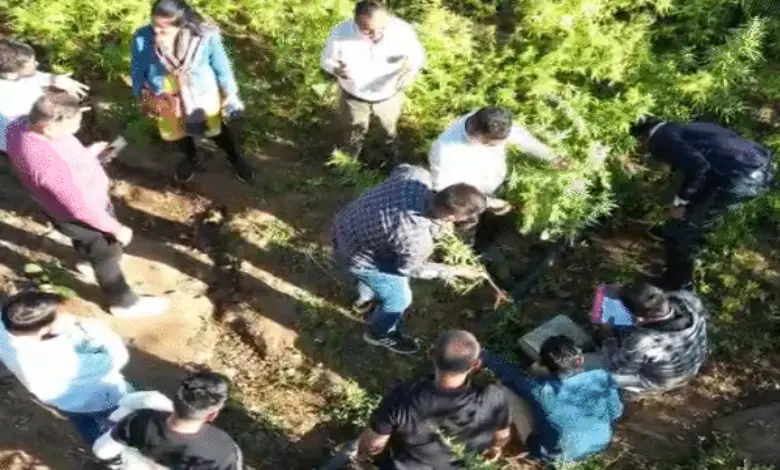 Gujarat Sabarkantha SOG seizes Ganja cultivation worth Rs 1.13 crore