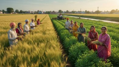 ગુજરાતમાં રવિ પાકમાં ઘઉં-ચણાનું સૌથી વધુ વાવેતર, ગત વર્ષ કરતાં વધ્યો વાવેતર વિસ્તાર