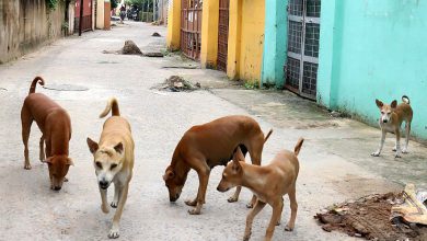 Stray dogs plague Gir-Somnath, around 1200 citizens become victims