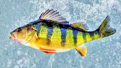 પાણીની બહાર પણ લાંબા સમય સુધી જીવી શકે છે પર્ચ માછલી!