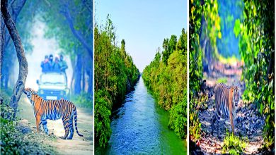 ટ્રાવેલ પ્લસ: પીલીભીત ટાઇગર રિઝર્વ : વાઘની સુંદર દુનિયા