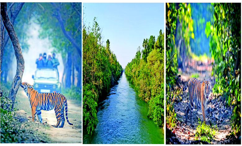 ટ્રાવેલ પ્લસ: પીલીભીત ટાઇગર રિઝર્વ : વાઘની સુંદર દુનિયા