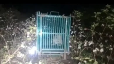 amreli leopard attack child death gopalgram dhari