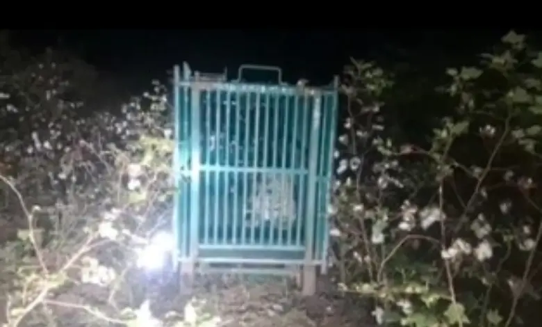 amreli leopard attack child death gopalgram dhari