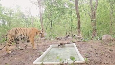 To preserve the tiger, this animal returned to Ratan Mahal after 150 years!