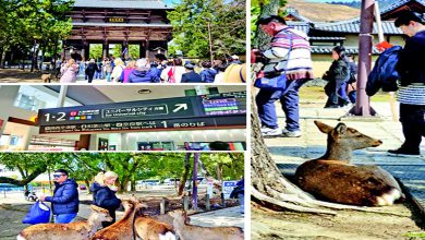 અરાઉન્ડ ધ વર્લ્ડઃ નારામાં મળી હરણની એક અનોખી દુનિયા...