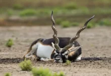 jamshedpur-zoo-10-blackbuck-deaths-hemorrhagic-septicemia