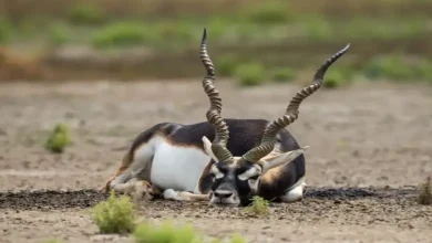 jamshedpur-zoo-10-blackbuck-deaths-hemorrhagic-septicemia