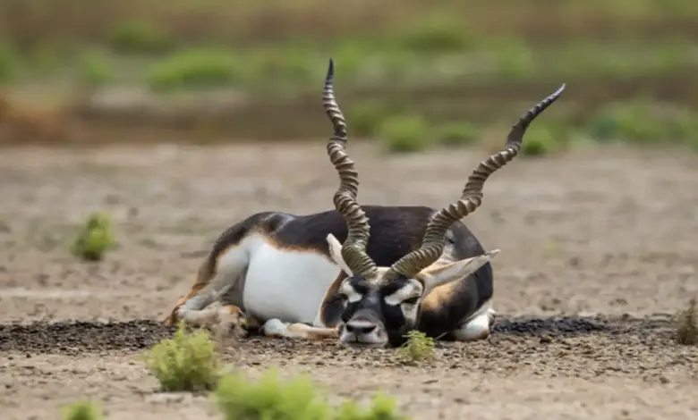 jamshedpur-zoo-10-blackbuck-deaths-hemorrhagic-septicemia