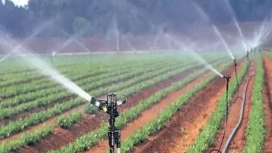 ગુજરાત સૂક્ષ્મ સિંચાઈ યોજના: ૨૦ વર્ષમાં ૧૬ લાખથી વધુ ખેડૂતોએ અપનાવેલી ટપક/ફુવારા પદ્ધતિનું દ્રશ્ય