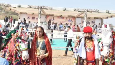 Kathiawadi and Marwari horses at Wankaner exhibition