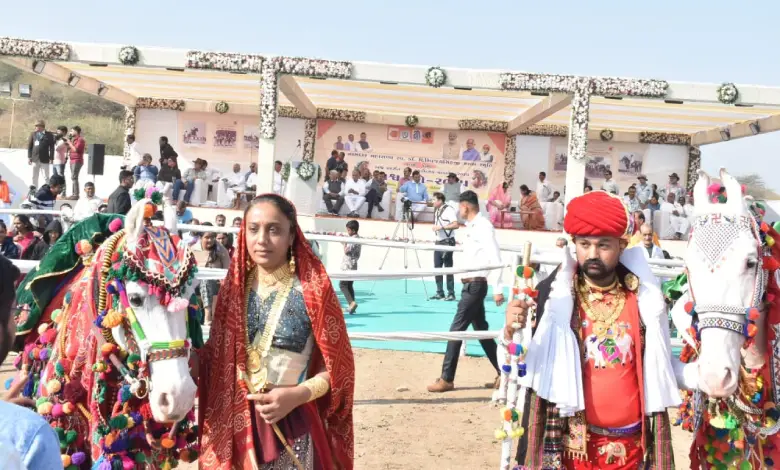 Kathiawadi and Marwari horses at Wankaner exhibition