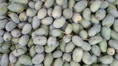 પોરબંદરમાં ભરશિયાળે કેસર કેરીનું આગમન, પ્રતિ કિલોના અધધ ભાવ બોલાયા