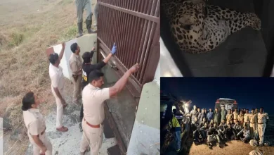 Leopard roaming around Pune airport for seven months finally caught