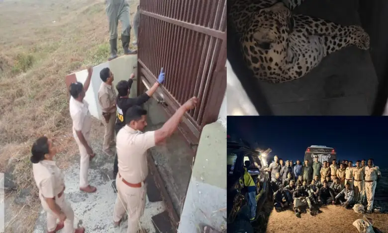 Leopard roaming around Pune airport for seven months finally caught